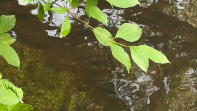 Following a river through the heart of the Berkshires