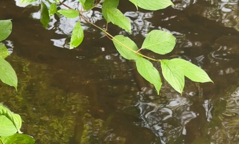 Following a river through the heart of the Berkshires