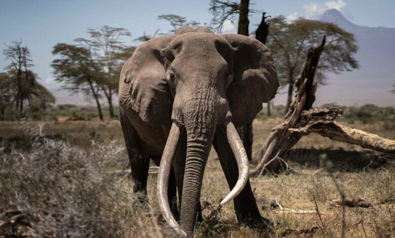 A ban on elephant hunting has collapsed. Or maybe it never existed.