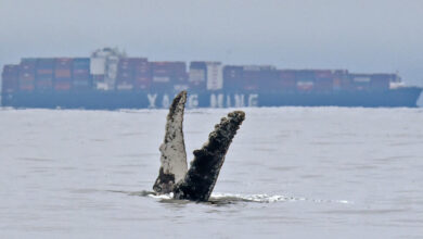 To protect whales, ships must sail slowly