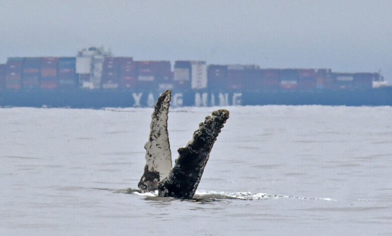 To protect whales, ships must sail slowly