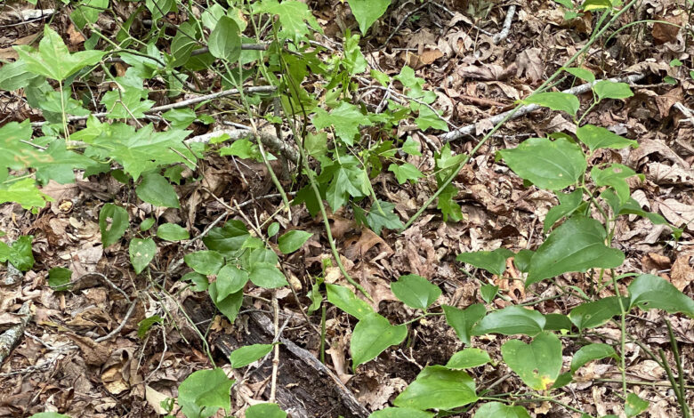 You have the eyes of a hawk if you can spot the rattlesnake in 18 seconds