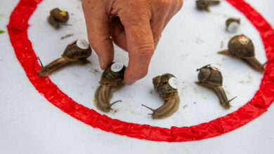 ‘Ready, Steady, Slow’: Championship Snail Race at 0.006 MPH