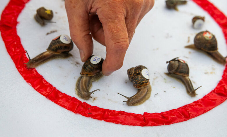 ‘Ready, Steady, Slow’: Championship Snail Race at 0.006 MPH