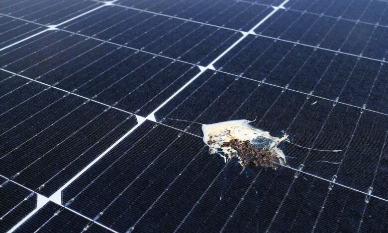 7 Tips to Avoid Getting Scammed When Buying Solar Panels