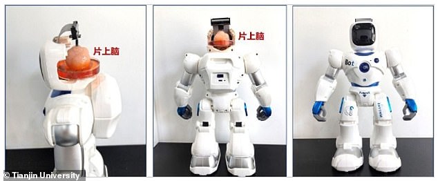 Chinese Scientists Create Frankenstein Robot With A HUMAN BRAIN