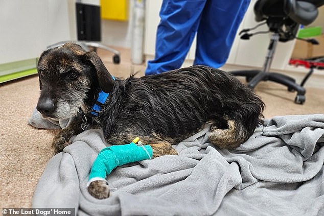 Heartbreaking detail behind this photo of a dog abandoned by his owner in Melbourne