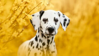 Cute photos show Border Collies, Australian Shepherds and Dalmatians artistically posing for their portraits in the fields of Slovakia