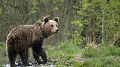 Horror as teenage tourist is attacked by a bear which then drops her 100 metres off a cliff, where she dies in front of her horrified friend, while hiking in Romania