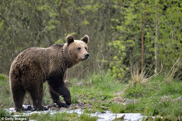 Horror as teenage tourist is attacked by a bear which then drops her 100 metres off a cliff, where she dies in front of her horrified friend, while hiking in Romania