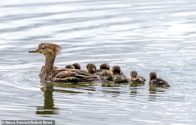 Duck, Dive Dive! Cute fluffy ducklings take a giant leap into the deep to be in the water with their mother for the first time since hatching