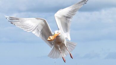 Your ice cream is safe for now! Seagulls living in busy cities prefer seafood, study finds