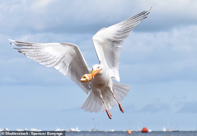 Your ice cream is safe for now! Seagulls living in busy cities prefer seafood, study finds