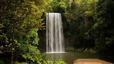 Millaa Millaa Falls, Cairns: Urgent search launched after two swimmers failed to surface at popular waterfall