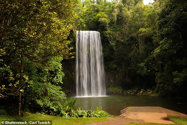 Millaa Millaa Falls, Cairns: Urgent search launched after two swimmers failed to surface at popular waterfall