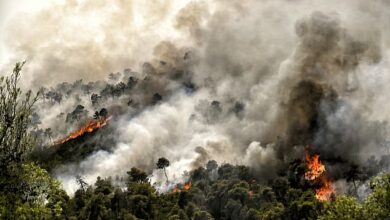 Europe roasts in deadly 44C ‘African bubble’: Brutal heatwave settles over continent with red alerts in drought-hit Italy, raging wildfires in Greece and health warnings for tourists on Spanish holiday islands