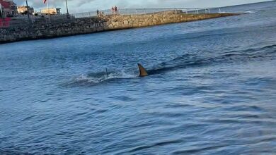 Terrifying moment shark attacks swimmers, sending tourists running from water in Gran Canaria