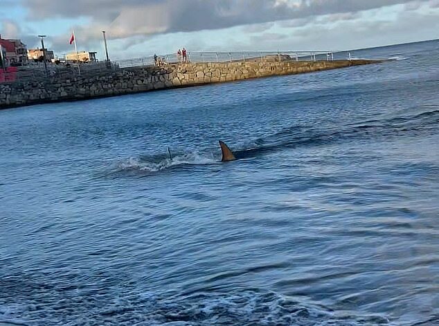 Terrifying moment shark attacks swimmers, sending tourists running from water in Gran Canaria