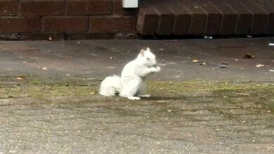 Rare white squirrel with a genetic mutation that occurs one in 100,000 times is spotted running across a street in Caerphilly