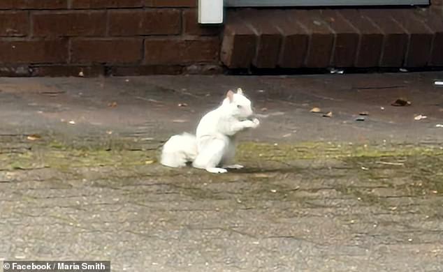 Rare white squirrel with a genetic mutation that occurs one in 100,000 times is spotted running across a street in Caerphilly