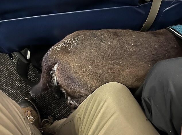 Airline passenger is DISMISSED as selfish after leaving his dog in his fellow passenger’s footwell during a 16-HOUR flight