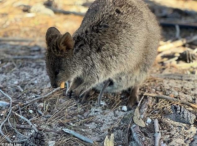 Depressing moment: Adorable quokka is seen nibbling on discarded cigarette on Rottnest Island