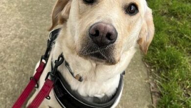 Moment cruel dog owners attack their Golden Labrador and Jack Russell Terrier with a broom in campaign of abuse in filthy backyard as pair are banned from owning animals for 12 years