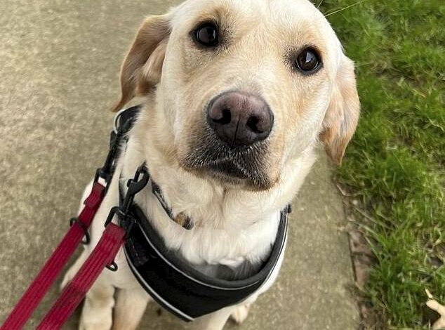 Moment cruel dog owners attack their Golden Labrador and Jack Russell Terrier with a broom in campaign of abuse in filthy backyard as pair are banned from owning animals for 12 years