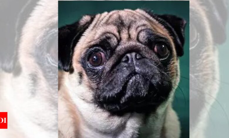 Cruel to Flatten Snouts of Breeds Like Pugs: PETA | India News – Times of India