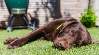 Dog owners are being urged this week to follow the ‘wetter than greasy’ heatwave advice