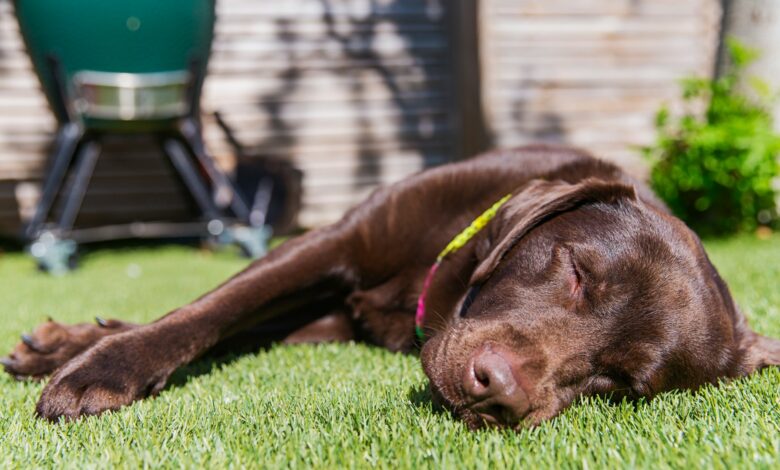 Dog owners are being urged this week to follow the ‘wetter than greasy’ heatwave advice