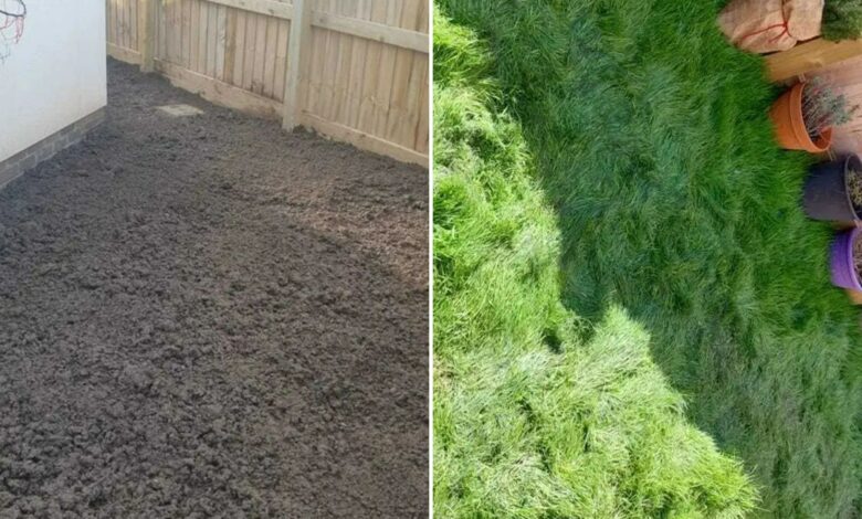 Gardener is thrilled with £1 purchase from Poundland which has transformed his lawn in 3 weeks