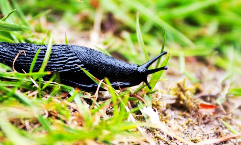 Gardeners stunned by £1.50 household product that repels slugs overnight