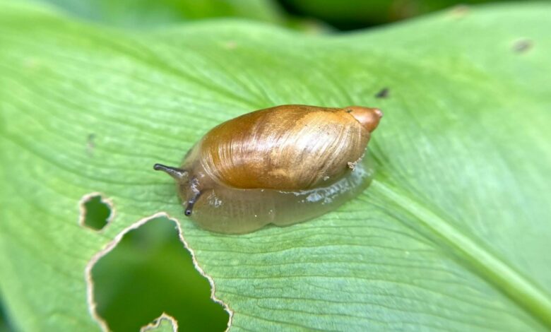 Gardening pro shows £5 two-ingredient plant solution, slugs ‘won’t go near it’