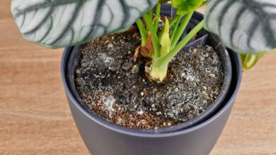 How to Care for Houseplants During Extreme Heat, According to a Pro