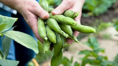 How a ‘happiness’ chemical in protein- and vitamin-packed fava beans can totally change your mood