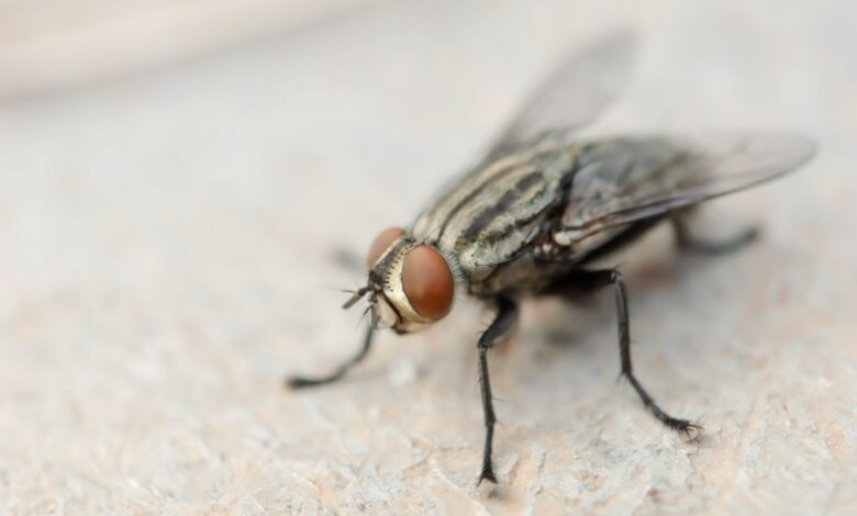 How to Get Rid of Flies: 4 ‘Effective Ways’ According to a Pest Control Expert