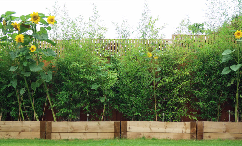 I am a gardener and made my own privacy screen – using my vine pinching technique