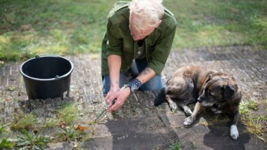 I am a gardening expert – you can remove your patio weeds completely free