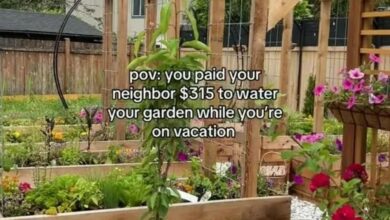 I paid a neighbour £245 to water my plants, I was shocked at what I got back