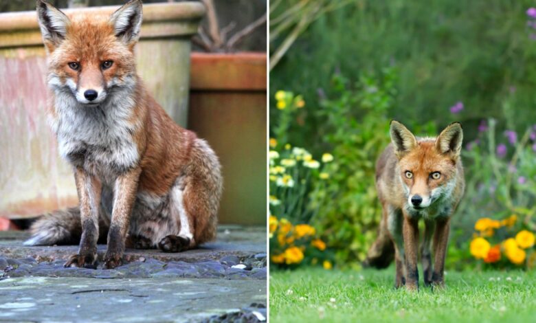 I run a dog shelter and have the best tip for getting rid of foxes, but it sounds strange