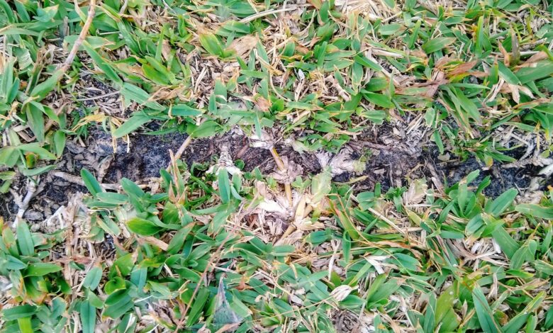 I use 2 household products to rid my lawn of ants – they don’t go near their nests