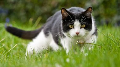 I’m a gardening professional and I swear by a 24p purchase to stop cats pooping in your garden