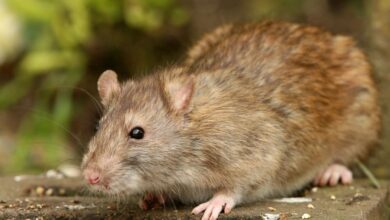 I’m an expert in pest control – my £1.25 fence will keep rats out of your garden