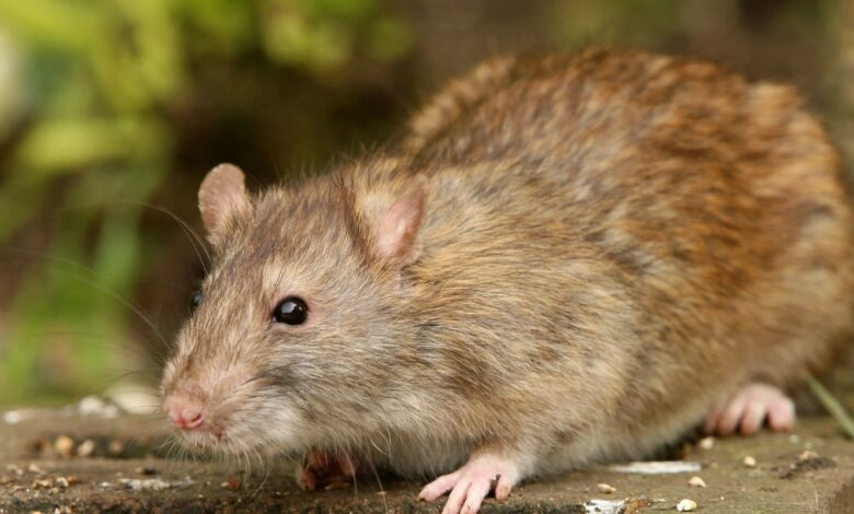 I’m an expert in pest control – my £1.25 fence will keep rats out of your garden