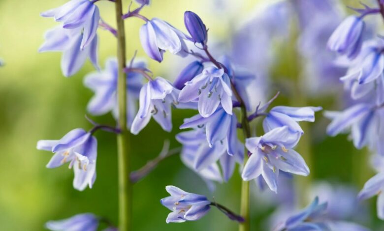 Is it illegal to dig up bluebells in my garden?