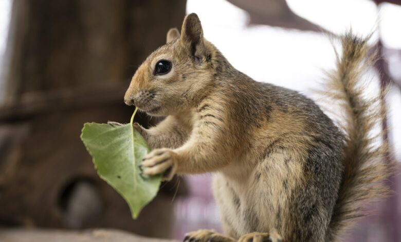 Is it illegal to feed squirrels in your yard?