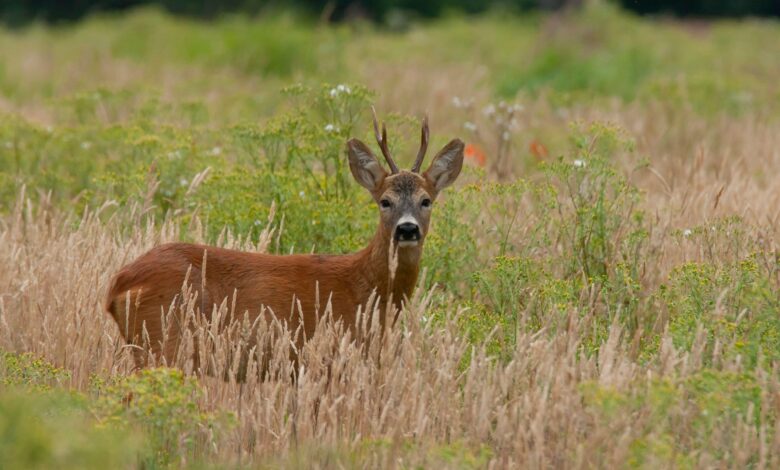 It may be illegal to feed deer in your yard