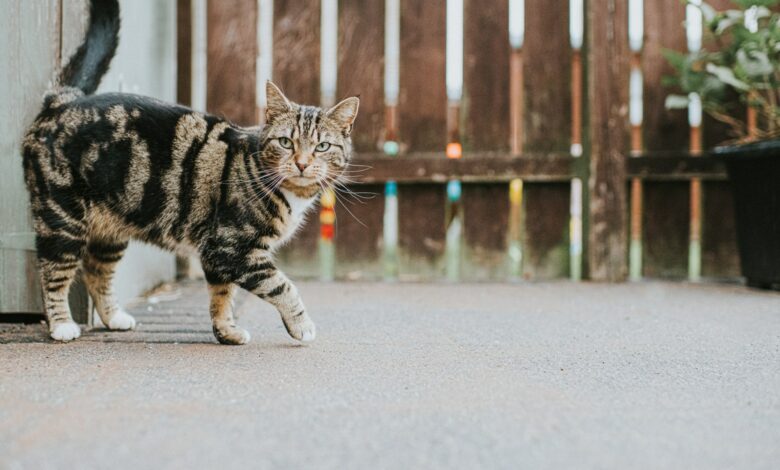 It may be illegal to feed stray cats in your yard