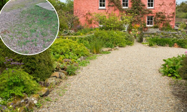 I’ve tried all the tricks to get rid of the weeds in my gravel – a £6 purchase killed them